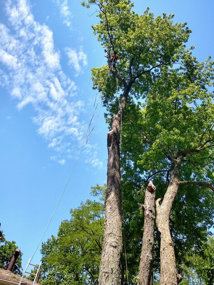 Tree Services
