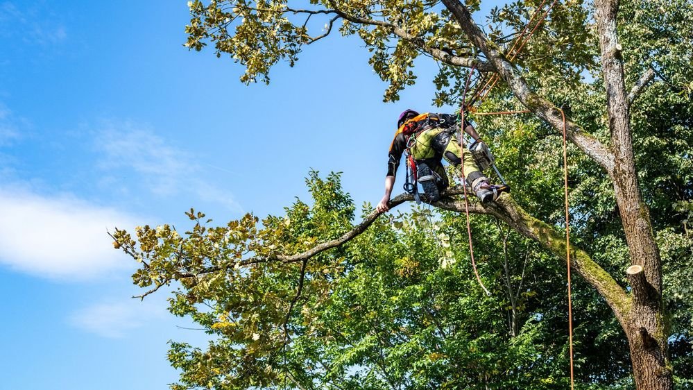 Tree trimming | Tree service in Champaign, IL